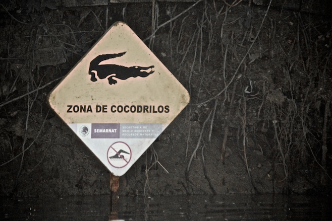 Cocodrilos
